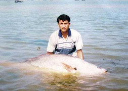 Loài cá huyền thoại khiến ngư dân nghèo rách đổi đời