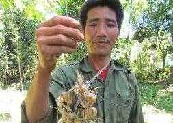 Kỳ thú như câu cua trinh nữ