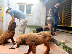 Đột nhập trại nuôi 'thần khuyển' ở đất Quảng