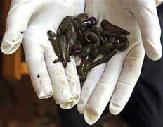 Tin hot 13/8: Hé lộ sự thật về đỉa trong bánh