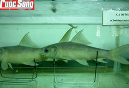 Chiêm ngưỡng hàng ngàn xác ướp cá hiếm ở Đồng Nai