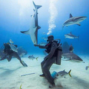 Clip: Bí mật thôi miên cá mập dưới biển sâu
