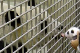 Clip: Cảnh đoàn tụ cảm động của mẹ con gấu trúc