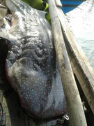 Cá voi nặng gần 800kg mắc lưới ngư dân