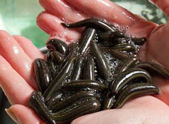 Clip: Tìm nguồn gốc tin đồn có đỉa trong bánh