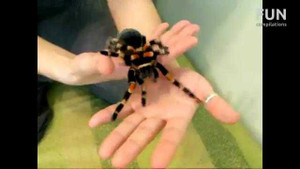 Clip: Thản nhiên chơi đùa với nhện độc khổng lồ