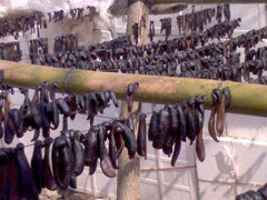 Clip: Lùng bắt đỉa giá 1 triệu đồng/kg