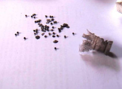 Từ chối lời yêu, thiếu nữ và mẹ bị bắn thẳng mặt