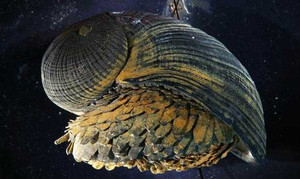 Đi chơi biển, bị ốc sên làm tổ trong người