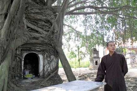 Bí ẩn cây xanh 300 tuổi hóa giải những chuyện không may