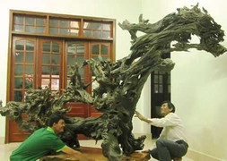 Những gốc cây nhặt được đáng giá tiền tỷ