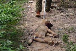 'Chó lạ' tấn công người được nhập cảnh vào Việt Nam?