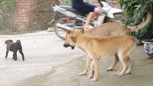 Video: Chó dại cắn người hàng loạt ở Hà Nội