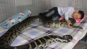 Trăn gần 100 kg ngủ cạnh, người càng thấy khỏe