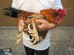 Gà chín cựa truyền thuyết giá chục triệu ở Đồng Nai