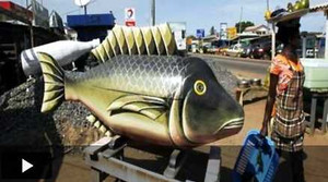 Ở nơi quan tài người chết hình bò đực, cá chép