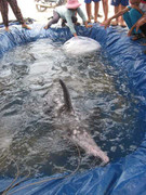 Đổ xô đi xem cá Ông nặng gần 2 tấn dạt bờ