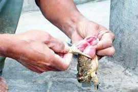 Ăn thịt cóc, mẹ chết, 2 con nhập viện cấp cứu