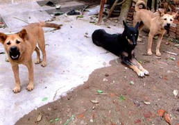 'Cơn bão' chó dại: Cuộc sống người dân đang thế nào?