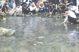 'Suối cá thần' thứ 3 thiêng nhất xứ Thanh