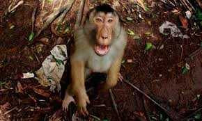 Mẹ bất lực nhìn khỉ ăn thứ quý nhất của con trai