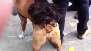 Chú chó '2 đầu' gây sốt dân mạng