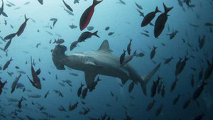 Tắm biển, chàng trai bị cá mập tấn công