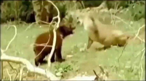 Video: Gấu và sư tử đại chiến 'ăn miếng trả miếng'