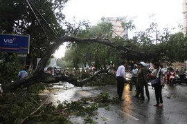 Cây cổ thụ đè ngang taxi, khách nước ngoài hoảng loạn