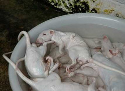 Sống sót diệu kỳ trong băng tuyết nhờ ăn... thịt chuột