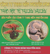 Nấm lim xanh Quảng Nam hỗ trợ điều trị ung thư