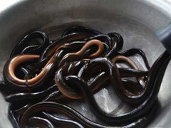 Clip: Bi hài chuyện đặt trúm bắt lươn đồng