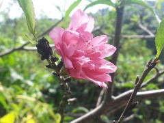 Kỳ lạ hoa đào bung nở giữa mùa thu