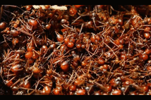 Bị kiến đốt, cậu bé nguy kịch