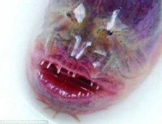 Xôn xao 'quái ngư' mặt người ở Trung Quốc