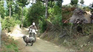 Khi thú hoang nổi giận