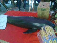 Kiệt sức vì mắc cạn, cá voi con được đưa tiễn như người