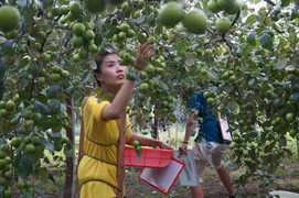 Hài hước xem diễn viên xinh đẹp Nguyệt Ánh hái táo