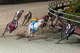 Đua chó địa hình cực 'độc' ở Phú Quốc