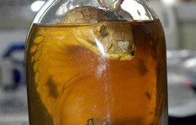 Rắn ngâm trong rượu 3 tháng nhảy ra cắn người