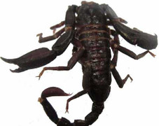 Phát hiện loài bọ cạp mới ở Việt Nam