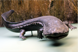 Video về kỳ nhông khổng lồ Nhật Bản