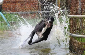 Vào trường huấn luyện chó đua 'khủng nhất' VN