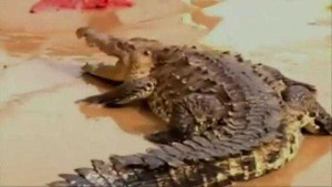 Clip: Cá sấu 'dạo chơi' trên phố ngập lụt