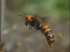 Video: 30 con ong khổng lồ tàn sát 30.000 ong mật