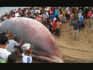 Cận cảnh đánh bắt 'quái ngư' 7 tấn