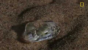 Xem rắn ngụy trang, diệt thằn lằn trong chớp mắt