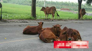 Chuyện lạ ở Hà Nội: Ngôi làng không ăn thịt bò