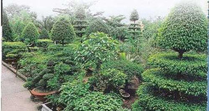 Cây cảnh tiền tỷ hóa 'đống củi', đại gia khóc ròng