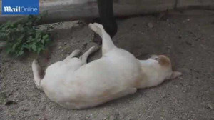 Clip hiếm: Voi trêu chọc chó